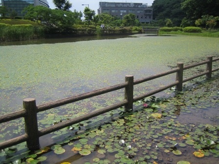 横須賀yrp野比の 光の丘水辺の公園の四季の池 が26日にテレビ東京で放送 色彩悠々